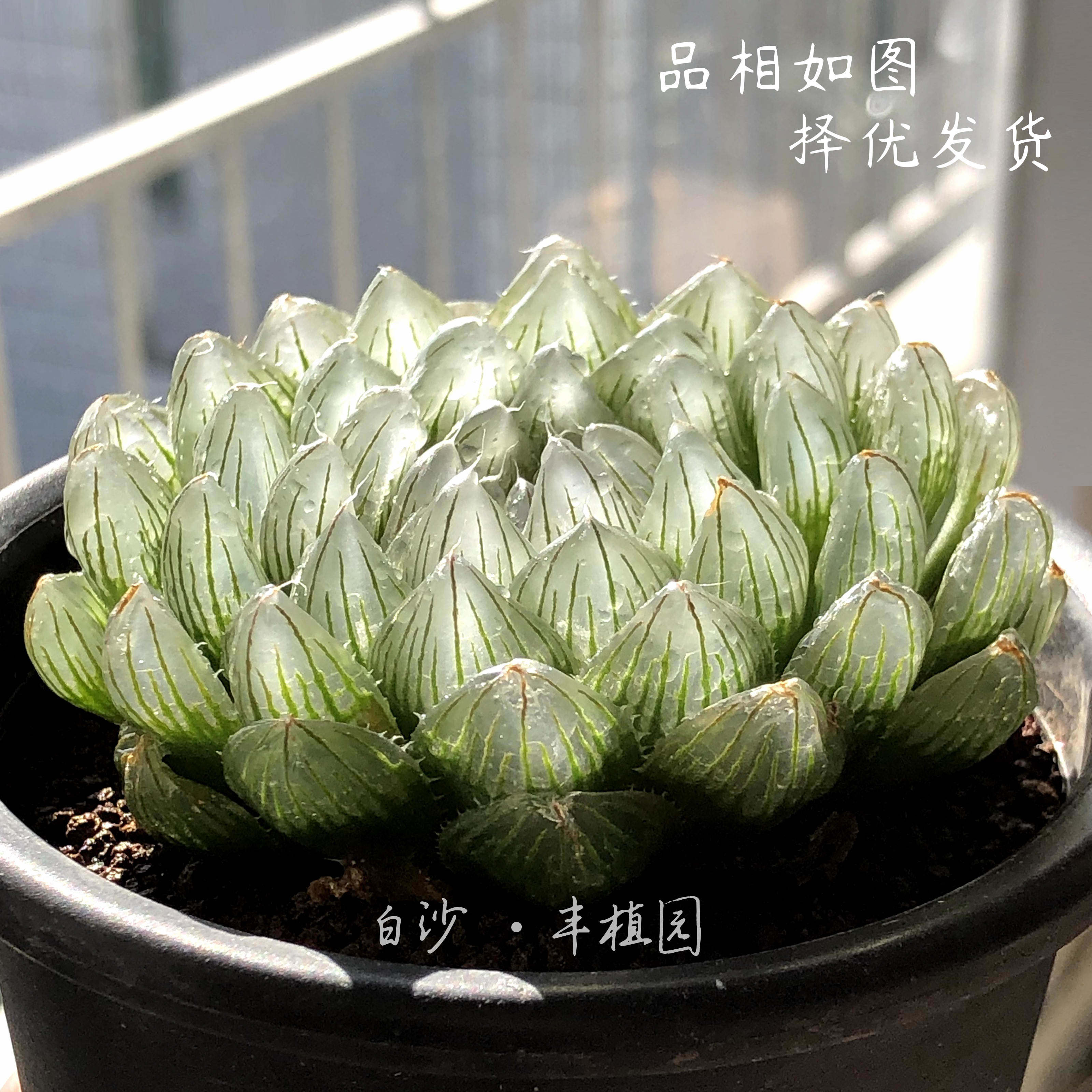 潘氏冰川玉露包邮盆栽礼物趣味
