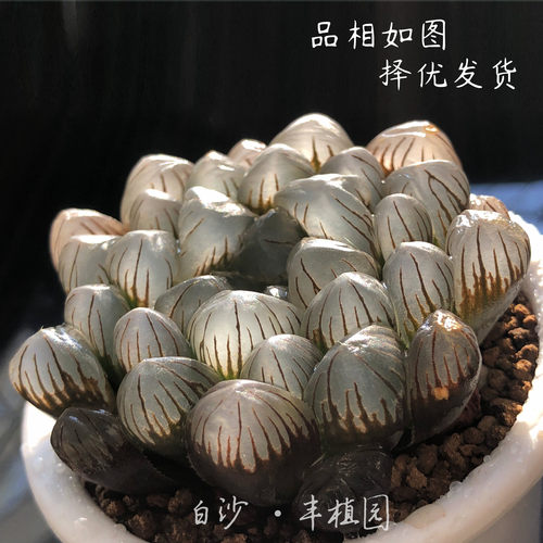 ob1玉露丰植园瓦苇寿多肉植物