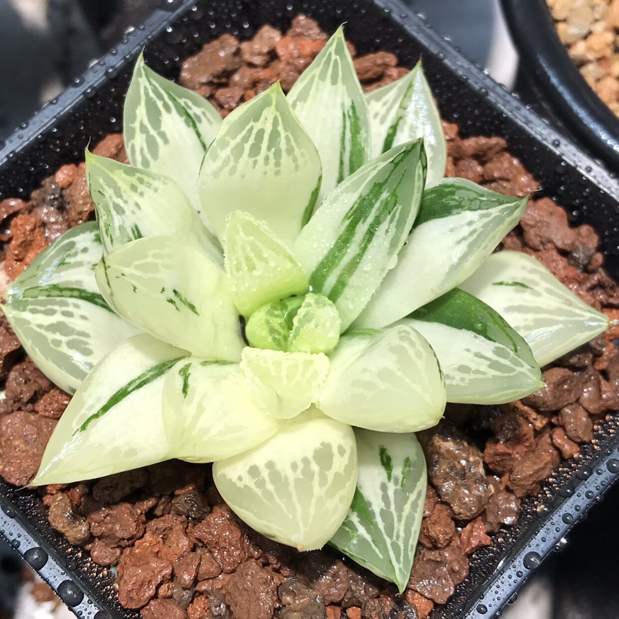 宝草锦瓦苇十二卷属多肉植物玉露出锦精品控养多肉办工桌面新宠