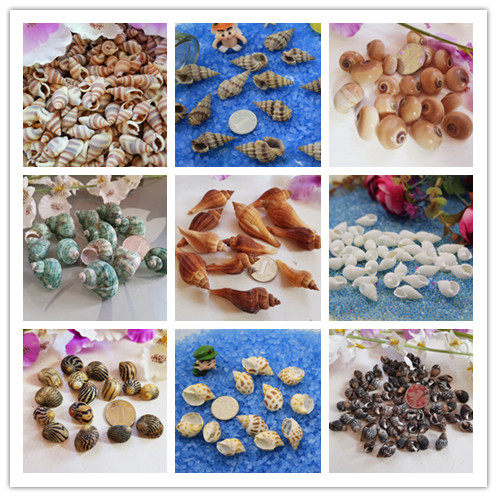 满19元包邮多款天然小海螺白米螺贝壳手工配件 幼儿园迷你diy材料