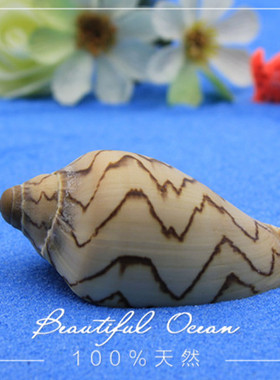 风景螺 山水螺天然海螺贝壳 鱼缸水族箱地台地中海装饰儿童玩具