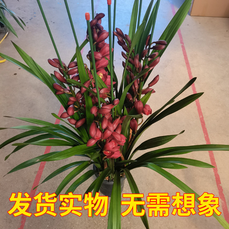 大花蕙兰盆栽带花苞四季常青绿植盆景客厅浓香型桌面好养年宵花卉
