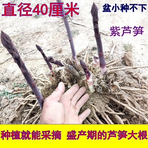 芦笋苗紫色水果芦笋根非转基因可留种多年生芦笋种植就可以采摘