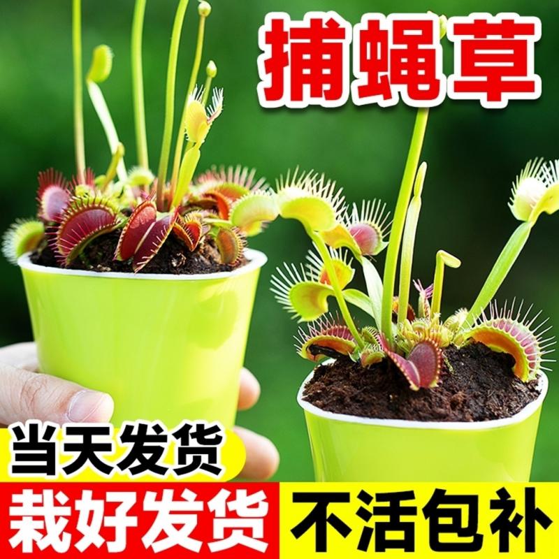 捕蝇草盆栽超大猪笼草茅膏菜食人花捕虫草食虫绿植物水培趣味驱蚊