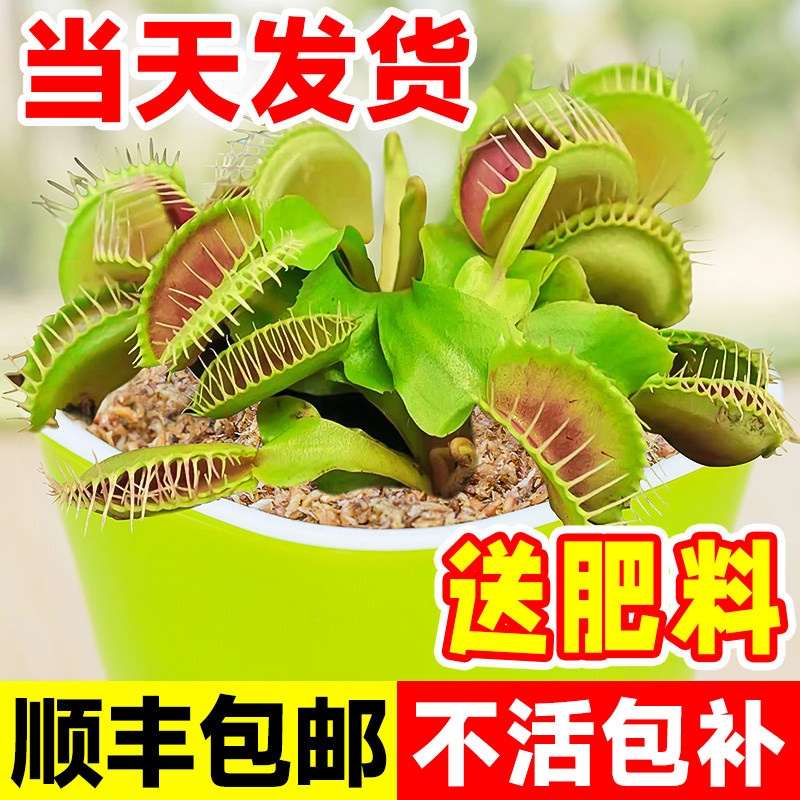 超大捕蝇草盆栽猪笼草苗驱蚊绿植物食人虫草花卉幼儿园室内好养活