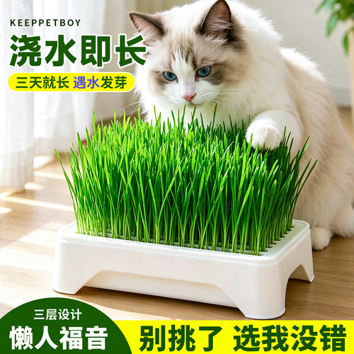 猫草种子水培懒人盆栽超大育苗盘四季种植盒小麦种籽猫咪化毛催吐