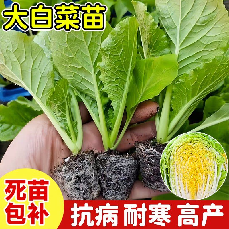 大白菜苗子早熟黄心青帮白菜娃娃菜秧苗四季种植易成活带土蔬菜苗