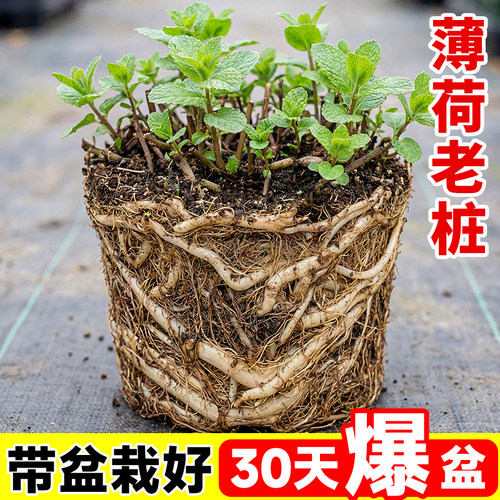 薄荷盆栽薄荷苗老桩可食用盆栽