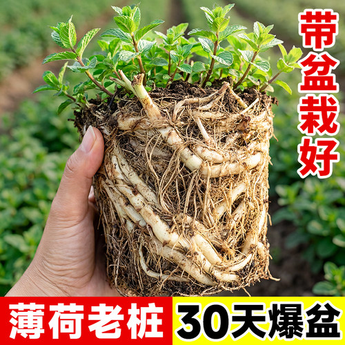 薄荷盆栽薄荷苗老桩可食用盆栽