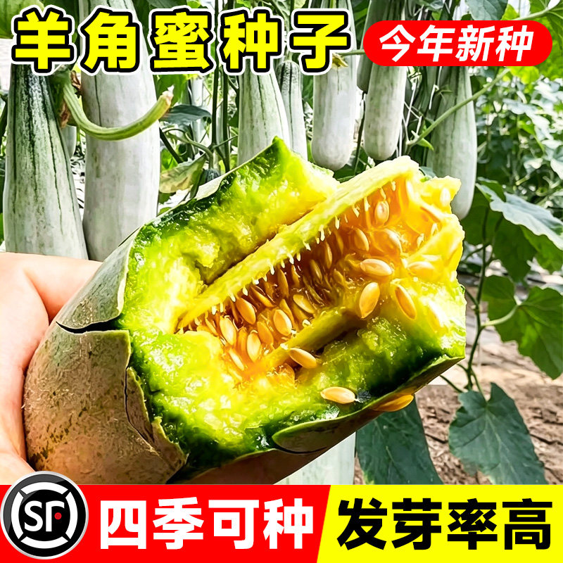 羊角蜜甜瓜种子香瓜种籽田园阳台耐热超甜薄皮四季高产蔬菜冰糖子