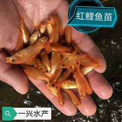 红鲤鱼苗淡水养殖冷水红鲤鱼兴国红鲤鱼观赏活体  荷包红鲤