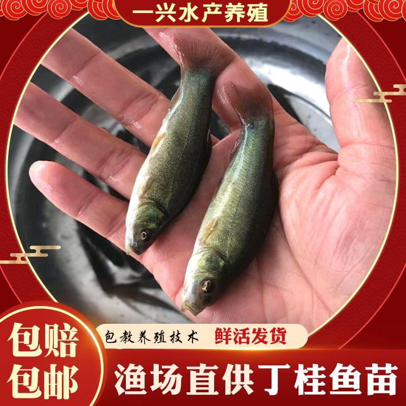 淡水欧洲丁贵鱼苗名贵丁桂鱼