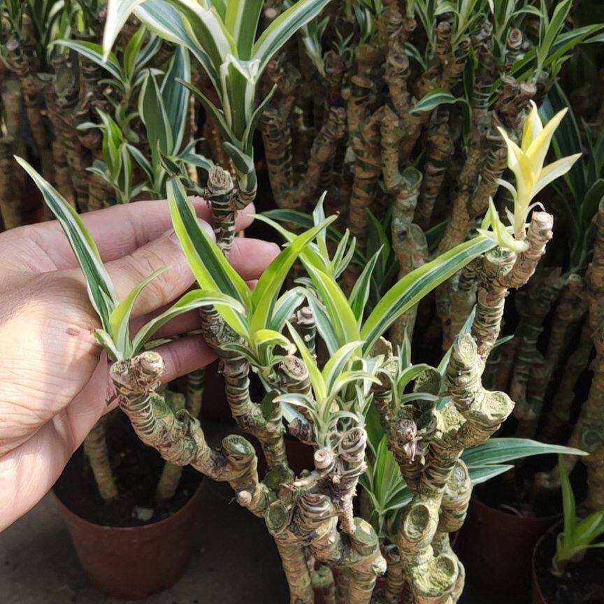 巴西美人杆盆栽室内绿植观茎观叶植物造型复古园艺盆景好养包邮