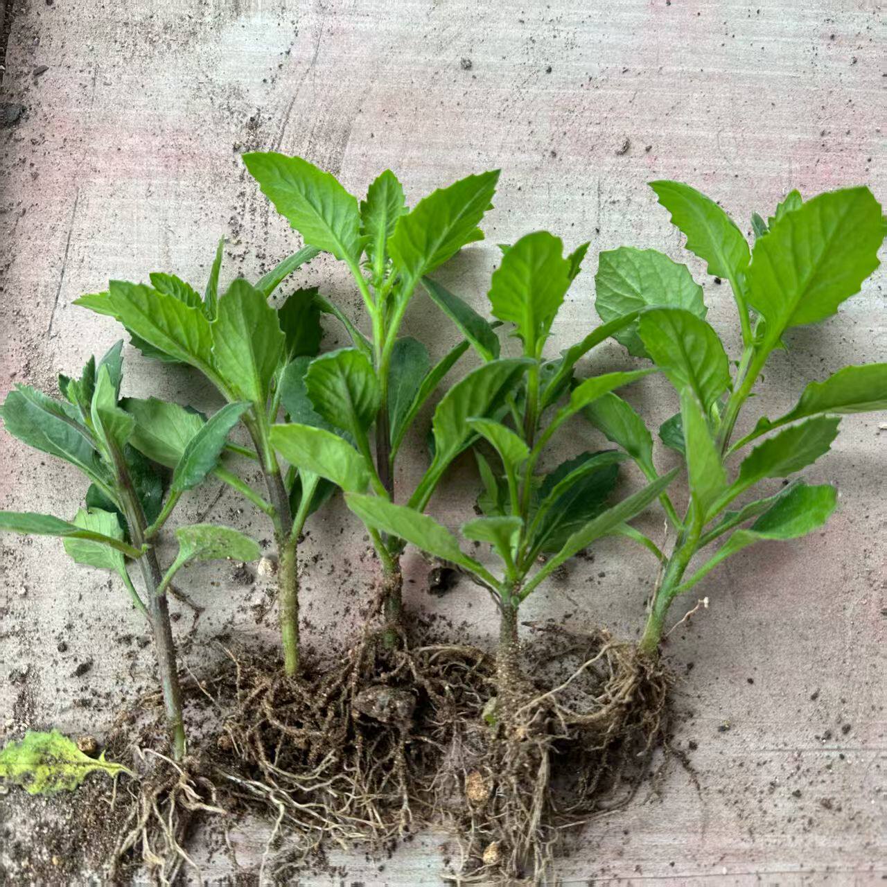 片仔癀草漳州特产场地直发可食用桌面绿植