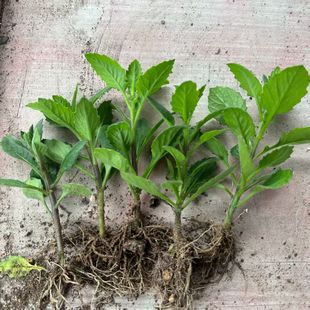 片仔癀草漳州特产场地直发可食用阳台室外地栽好养炖汤榨汁凉拌