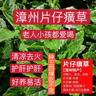 片仔癀草苗盆栽新鲜真品种食用有机天然去火嫩叶鲜叶清热片仔癀草