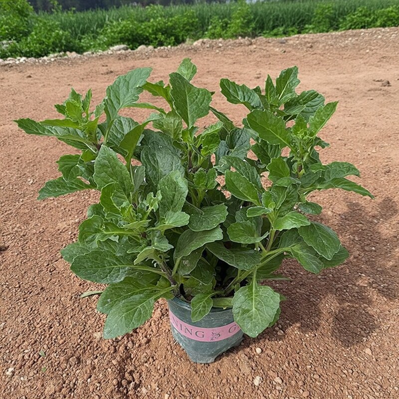 片仔癀草苗盆栽新鲜真品种食用有桌面绿植
