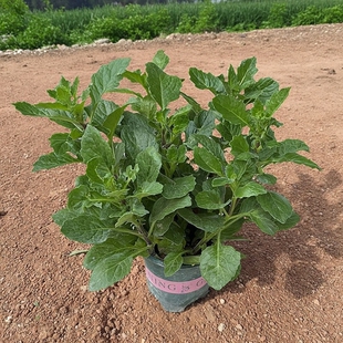 片仔癀草苗盆栽新鲜真品种食用有机天然去火嫩叶鲜叶清热片仔癀草