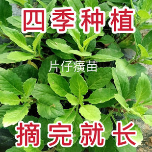 现货片仔癀草苗片仔癀榨甘蔗汁阳台绿植耐阴大苗可食用清凉解火