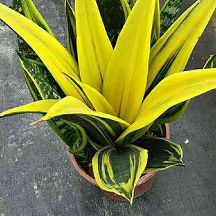 大叶黄金兰 虎皮兰室内净化空气观叶植物客厅盆栽绿植花卉盆栽