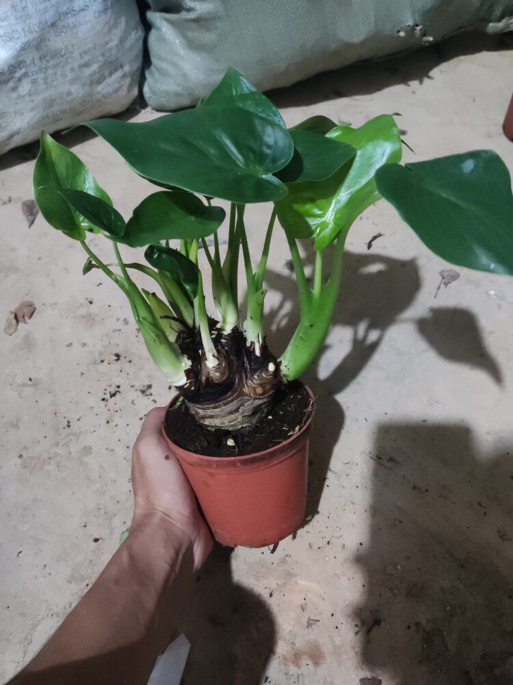 带盆发货千手观音 滴水观音盆栽霸王芋室内大叶子水培绿植花卉