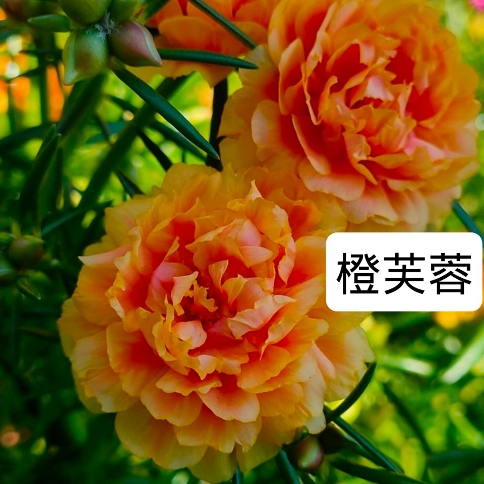 【现货】泰国进口品种重瓣太阳花松叶牡丹宿根多年生阳台庭院花卉