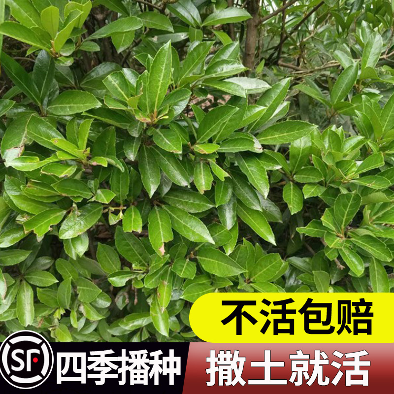 法国冬青种子珊瑚树红果包邮