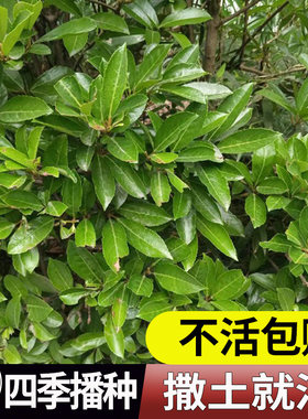法国冬青种子珊瑚树红果包邮