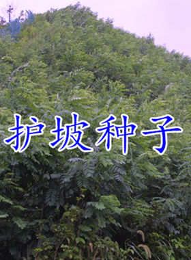 护坡灌木种子紫穗槐刺多花兰