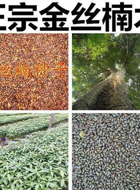 正宗金丝楠木树种子四川小叶