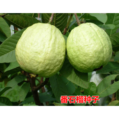 番石榴种子 芭乐 鸡屎果 拔子 水果番石榴喇叭种籽四季多年生种子
