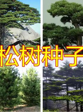 新采黑松种子油马尾树林木绿