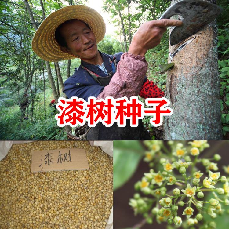漆树种子干大木小山植苜瞎妮