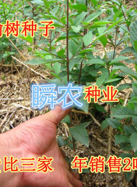 榆树种籽墙子的白钱金叶榔ab