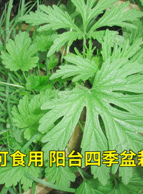 益母草种子苗阳台四季盆栽蔬
