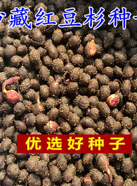 红豆杉种子南方东北曼地亚树