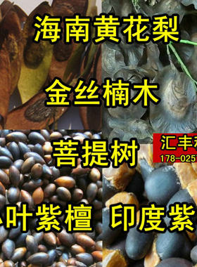 金丝楠木种子小叶紫檀白黄桢