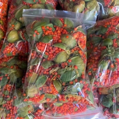 新鲜重楼种子苗七月一枝花红