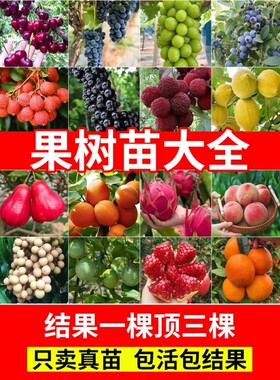 【水果树大全】南方北种植苗