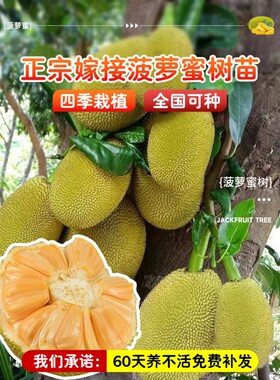 菠萝蜜树苗嫁接果盆栽室内外
