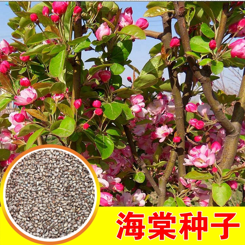 八棱海棠树种子净籽嫁接苹果