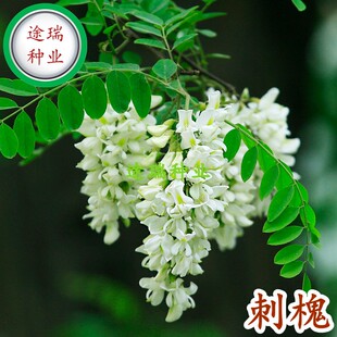 刺槐种子速生洋槐树种籽园林绿化行道树苗木灌木林木乔木白花树种
