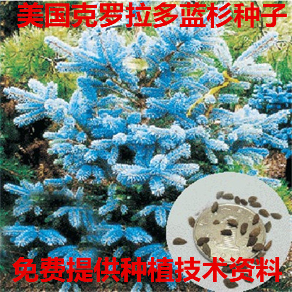 美国蓝杉种子 正品克罗拉多蓝杉种子 北美珍稀景观云杉种子