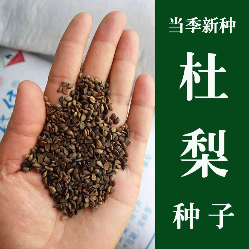 杜梨种子棠海野生树籽散装观