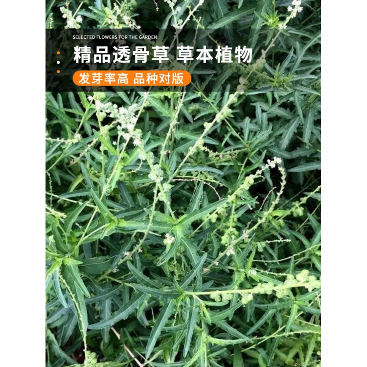 透骨草种子 珍珠透骨草籽 散装野生中药材中草药春季药材种子包邮