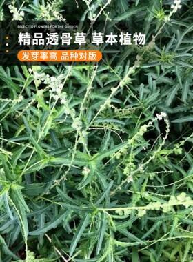 透骨草种子珍珠籽散装野生中