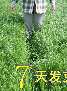 多年生长青草种子牛羊鹅鱼鸡