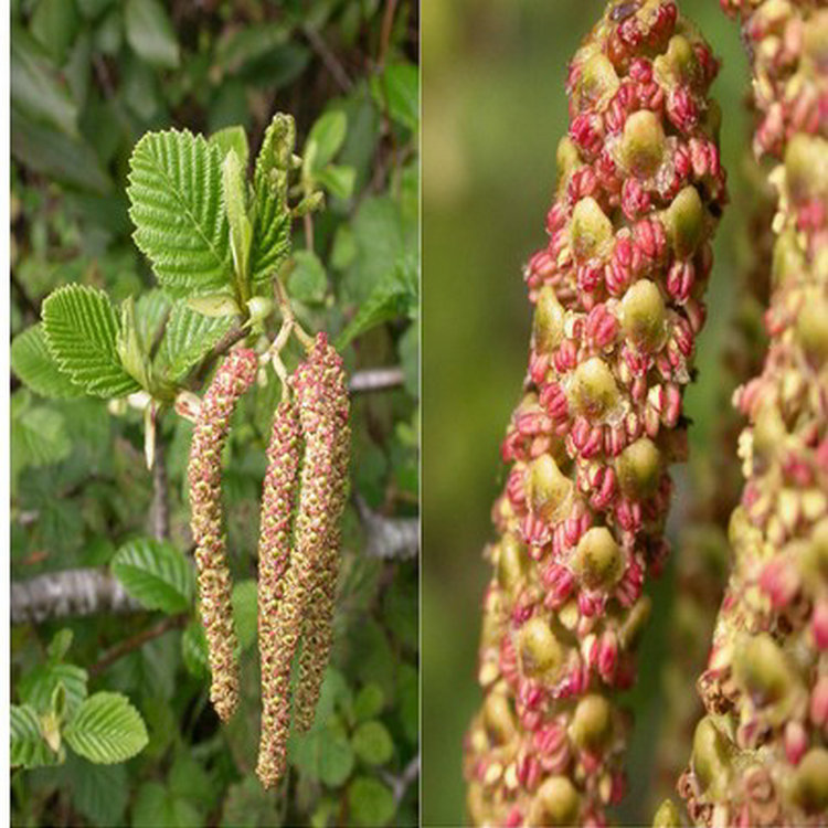 江南桤木种子树绿化苗水冬瓜