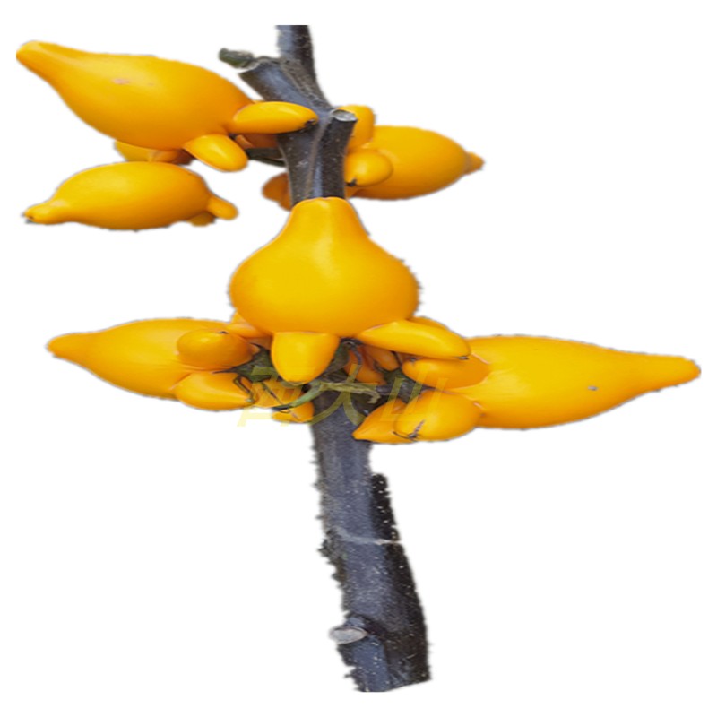 花卉客厅前台插瓶西大山鲜切枝条