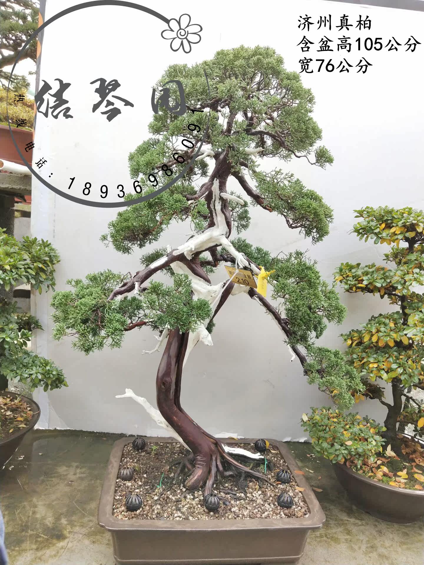 大型真柏盆景古桩 济州真柏造型盆景树桩系渔川真柏 台湾盆景包邮在类目 鲜花速递/花卉仿真/绿植园艺, 花卉/绿植盆栽（新）, 大型绿植/成品组合盆栽中 - 来自Buy2taobao.com提供专业的淘宝代购服务